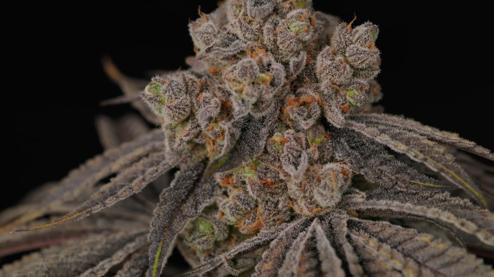 Close-up of a resin-covered cannabis flower, photographed by Home Grow TV.