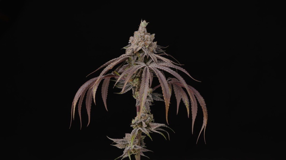 A resin-covered flower photographed by Home Grow TV.